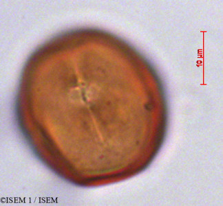 ISEM 1/Sideroxylon_majus_29256/Sideroxylon_majus_29256_0001(copy)_thumb.jpg